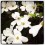 flourishing flowers