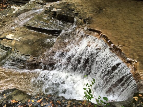 Read more about the article Ditching Ultraprocessed Foods