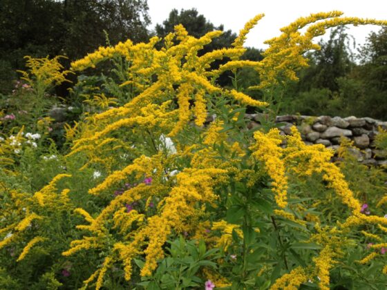 Read more about the article Reducing Your Sugar Consumption