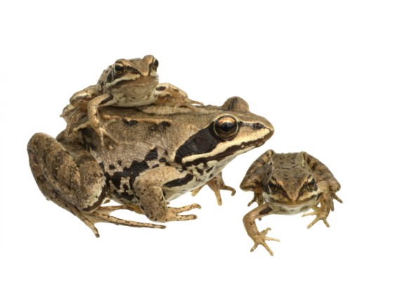 Read more about the article Eating the Big Frog First to Beat Procrastination